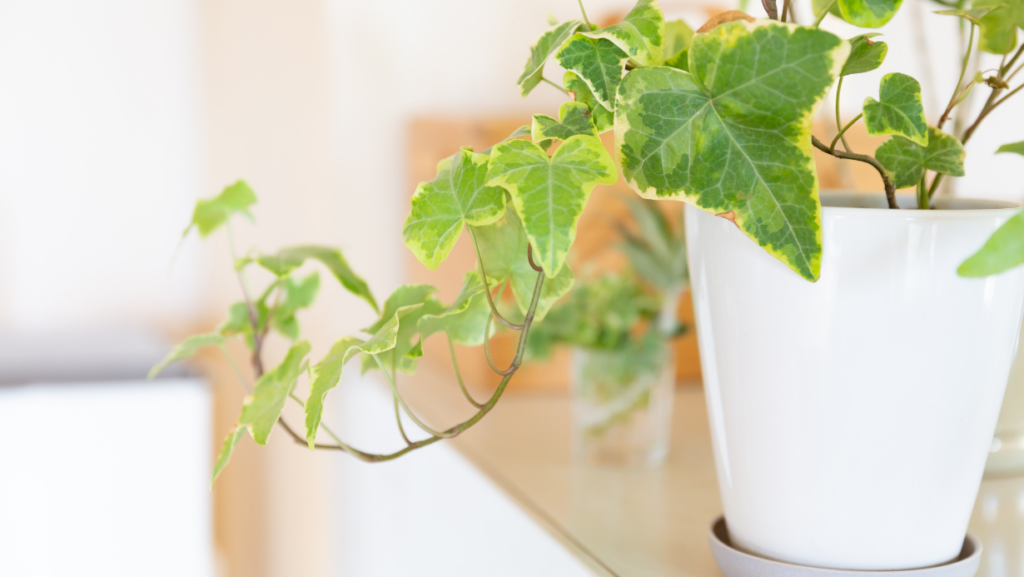 plante dans la chambre