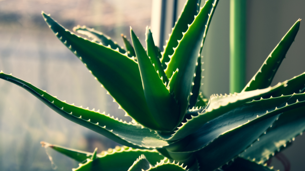 plante dans la chambre