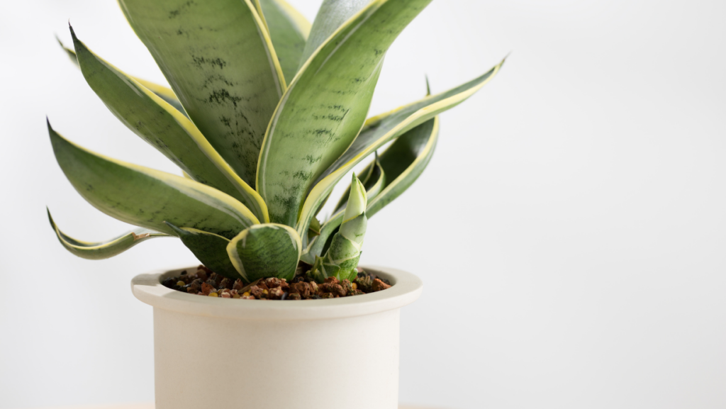 plante dans la chambre