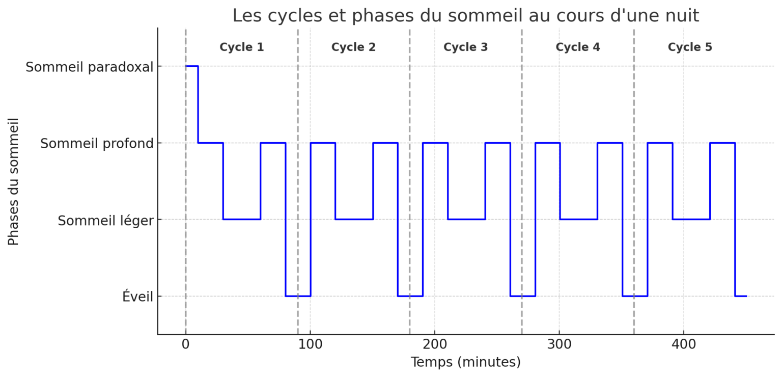 Cycles du sommeil : les différentes phases de sommeil - La Compagnie du ...